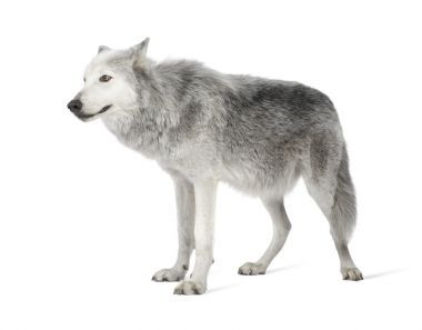 麥肯齊谷狼 (8 年)-犬狼瘡薊馬