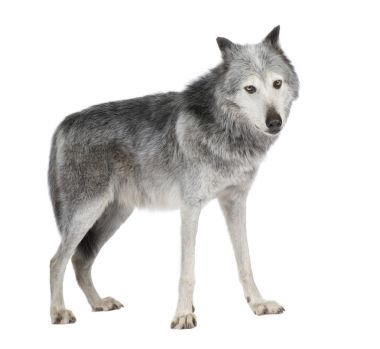 麦肯齐谷狼 (8 年)-犬狼疮蓟马