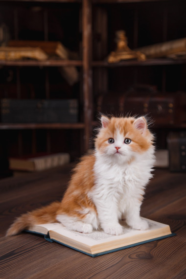 小貓?zhí)K格蘭折耳貓品種