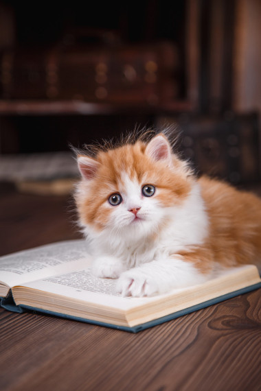 小猫苏格兰折耳猫品种