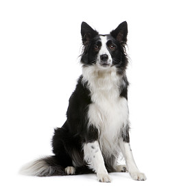 边境牧羊犬 (4 年)图片