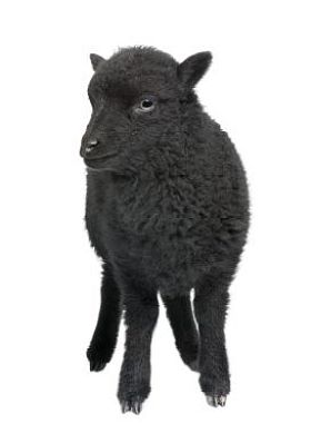 年轻的黑色 shhep-Ouessant ram (1 个月大)