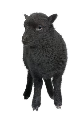 年轻的黑色 shhep-Ouessant ram (1 个月大)