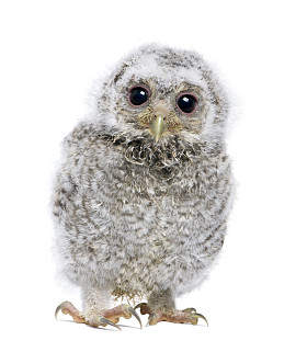 Look into the camera - Athena further (4 W owl in front