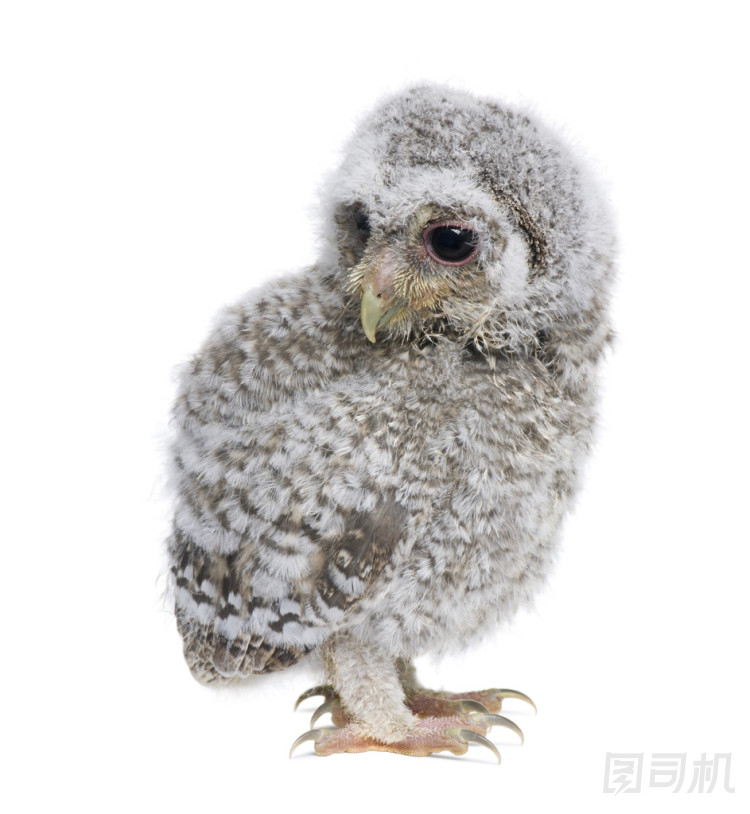 嬰兒小貓頭鷹，4 周齡，雅典娜 noctua，白前