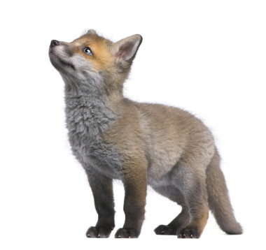 紅狐貍幼崽抬頭 (6 周齡)-Vulpes vulpes