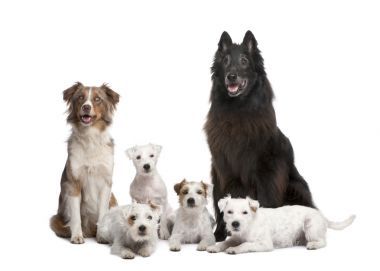 5 狗、 4 牧師羅素梗、 澳大利亞牧羊犬和混合養(yǎng)殖在白色背景前組