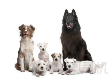 5 狗、 4 牧師羅素梗、 澳大利亞牧羊犬和混合養(yǎng)殖在白色背景前組