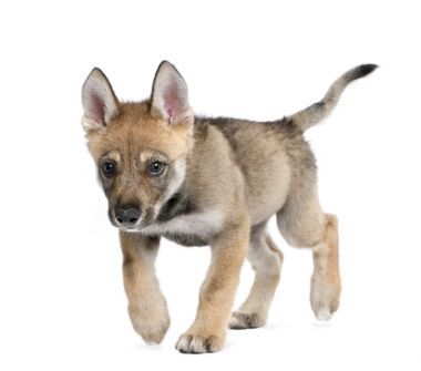 年輕的歐洲狼-天紅斑狼瘡狼圖片