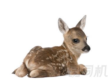 獐鹿小鹿，狍狍，15 天老，坐在白色背景下，工作室拍攝的肖像