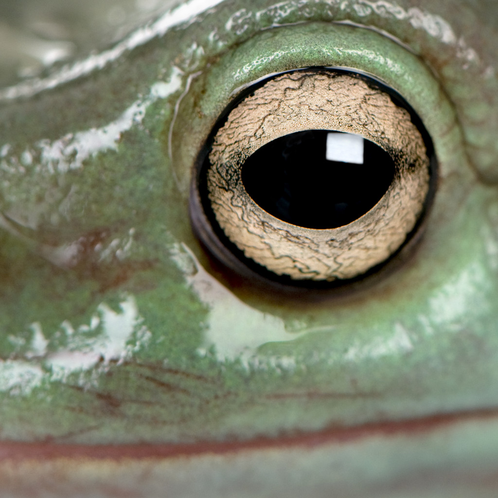 澳大利亚绿色树蛙，litoria 蓝的特写