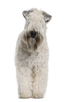 软-镀膜 wheaten 梗，1 岁，站在白色背景前