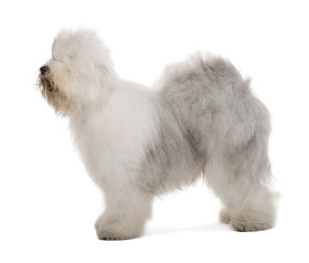 英国牧羊犬，1 岁，站在白色背景前