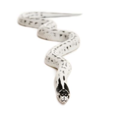 lampropeltis getula californiae，在白色背景前加州 kingsnake