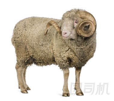 阿維尼翁美利奴羊，ram，5 歲，站在白色背景前