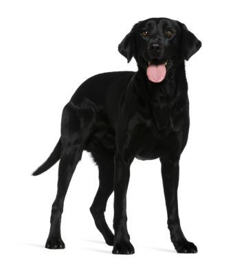 拉布拉多犬，3 歲，站在前面的白色背景