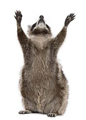 浣熊，2 岁，达到了前面的白色背景