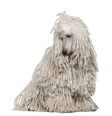 白色有線標(biāo)準(zhǔn)貴賓犬坐在前面的白色背景