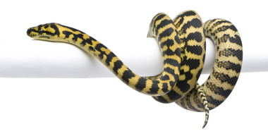 莫雷利亞 spilota 山青 python，1 歲，吃在白色背景前的鼠標(biāo)