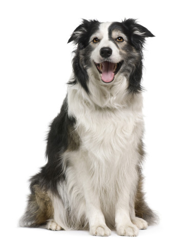 邊境牧羊犬，3 歲，前面的躺在白色的背景