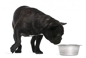 法国斗牛犬，12 个月大，嗅在白色背景前的一碗