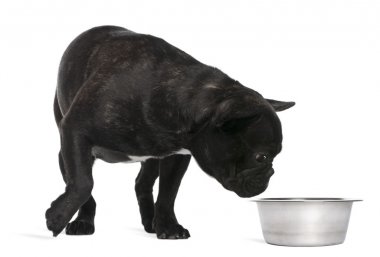 法国斗牛犬，12 个月大，嗅在白色背景前的一碗