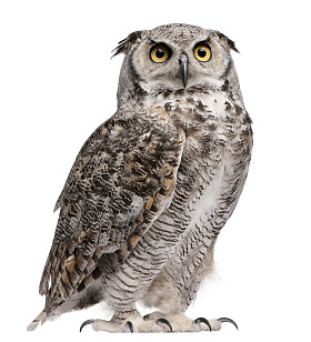 大角鸮，腹股沟 virginianus subarcticus，在白色背景前