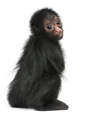 红脸蜘蛛猴，ateles paniscus，3 个月大的挂在白色背景前的绳子