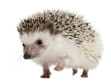 四趾刺猬，atelerix albiventris，2 歲，揉在白色背景前
