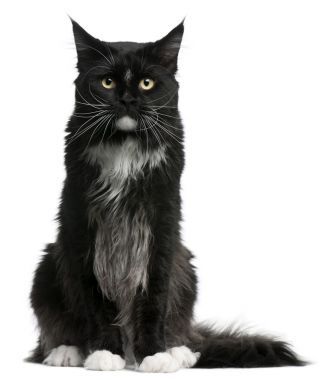 浣熊貓緬因州，15 個月大，坐在前面的白色背景