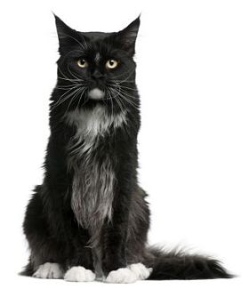 浣熊猫缅因州，15 个月大，坐在前面的白色背景