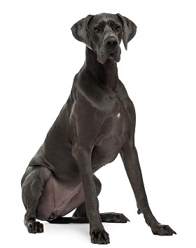 大丹犬，15 个月大，坐在白色背景前