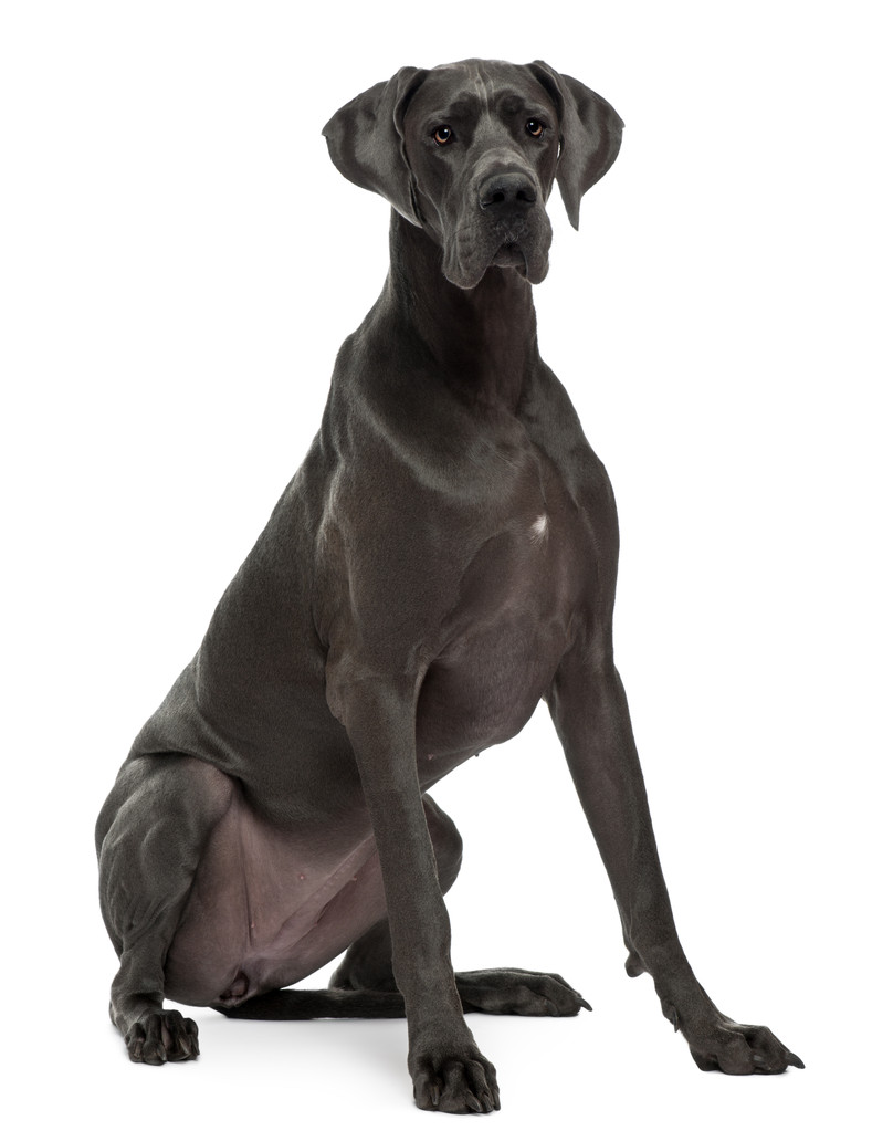 大丹犬，15 个月大，坐在白色背景前