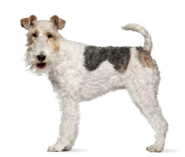 獵狐犬，1 歲，站在白色背景前