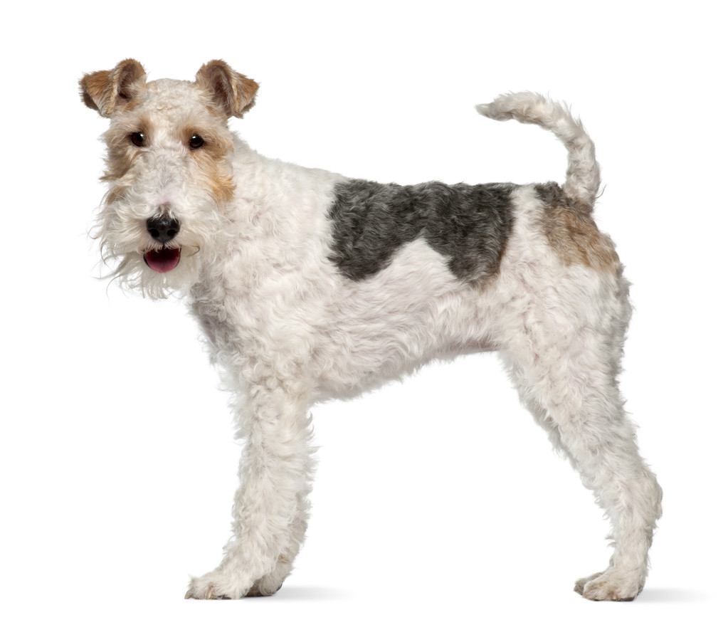 猎狐犬，1 岁，站在白色背景前