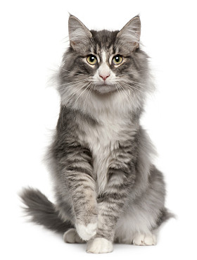 挪威森林猫 5 个月大，坐在前面的白色背景