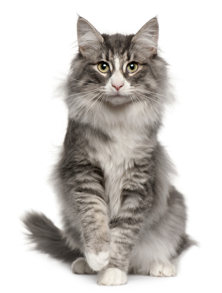 挪威森林猫 5 个月大，坐在前面的白色背景
