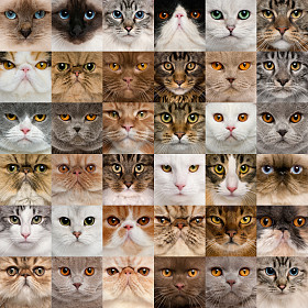 36 猫头的抽象拼贴画图片