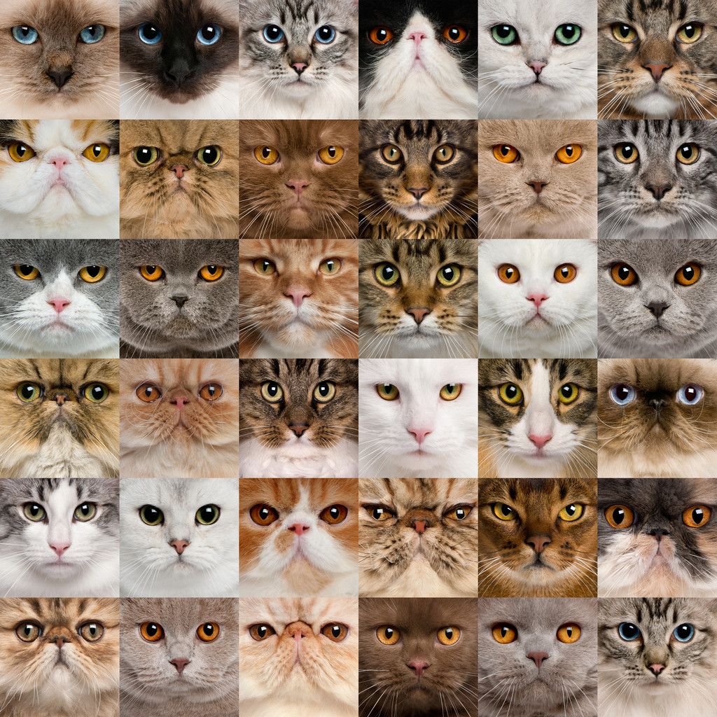 36 猫头的抽象拼贴画图片