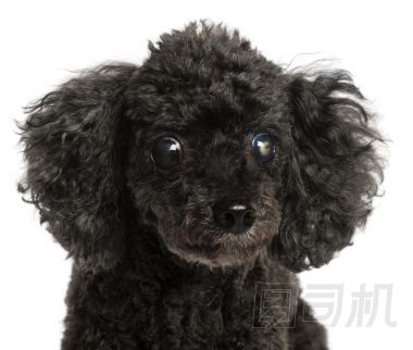 半盲的獅子狗，13 歲，在白色 b 的特寫