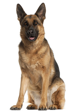 德国牧羊犬，4 岁，坐在白色