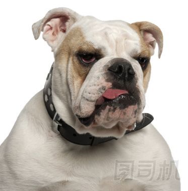 英國牛頭犬，1 歲，在白色背景前的特寫