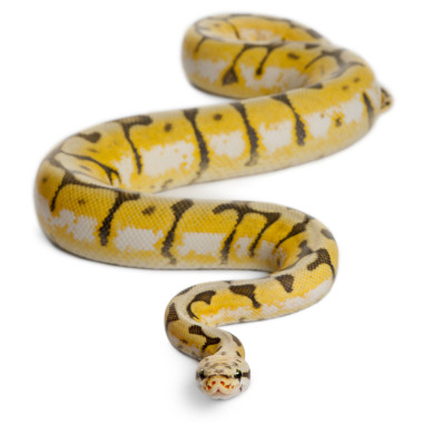 女性 killerbee 皇家 python，球蟒蛇，蟒蛇麗君，1 歲，在白色背景前