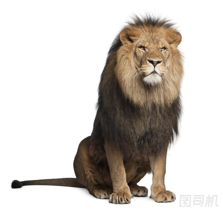 獅子、 中藥利奧，8 歲，坐在白色背景前