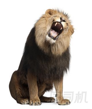 獅子、 中藥利奧，8 歲，在白色背景前的咆哮
