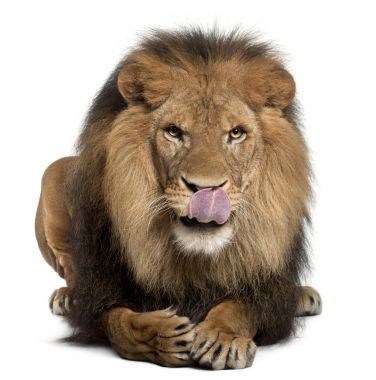 獅子舔嘴唇、 中藥利奧，8 歲，在白色背景前