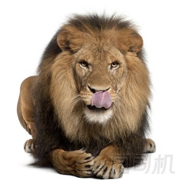 獅子舔嘴唇、 中藥利奧，8 歲，在白色背景前