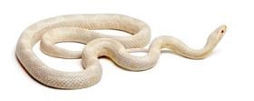 雪玉米蛇或红色老鼠蛇，pantherophis guttatus，在白色背景前