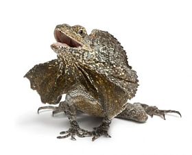 褶边颈的蜥蜴，也称为 frilled 蜥蜴，chlamydosaurus kingii，在白色背景前