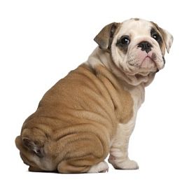 英国牛头犬小狗，坐，回望，2 个月大